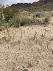 Penstemon albomarginatus