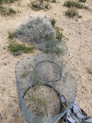 Penstemon albomarginatus