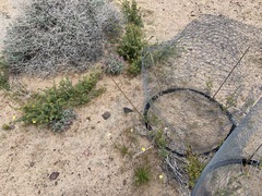 Penstemon albomarginatus