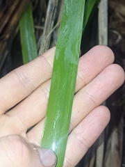 Machaerina sinclairii