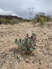 Penstemon albomarginatus