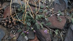 Astragalus inyoensis