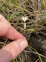 Ornithogalum graminifolium