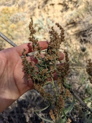 Artemisia californica