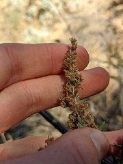 Artemisia californica