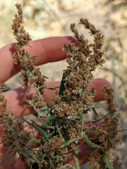 Artemisia californica