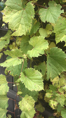 Vitis riparia