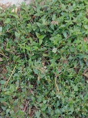 Amaranthus deflexus