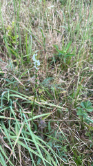 Spiranthes lacera
