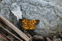 Odina decorata