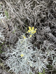 Castilleja hololeuca