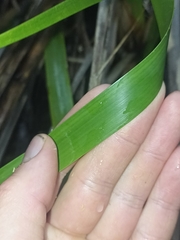 Machaerina sinclairii