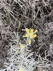 Castilleja hololeuca
