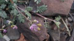 Astragalus inyoensis