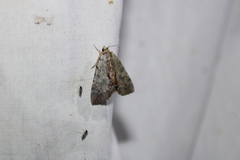 Catocala grynea