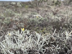Castilleja hololeuca