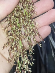 Machaerina sinclairii