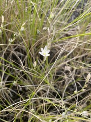 Ornithogalum graminifolium