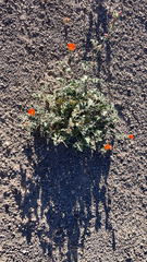 Sphaeralcea ambigua