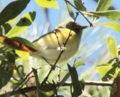Vireo griseus