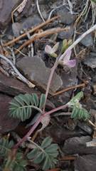 Astragalus inyoensis