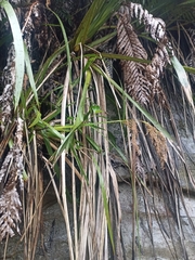 Machaerina sinclairii