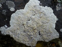 Varicellaria lactea