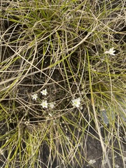 Ornithogalum graminifolium