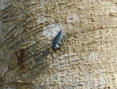 Belionota prasina