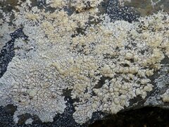 Varicellaria lactea