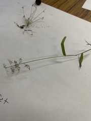 Oplismenus hirtellus