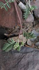 Astragalus inyoensis