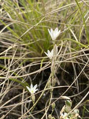 Ornithogalum graminifolium