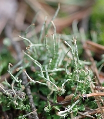 Cladonia gracilis
