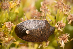 Holcostethus limbolarius