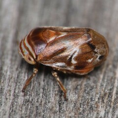 Clastoptera obtusa