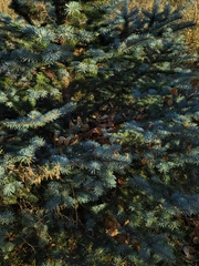 Picea pungens