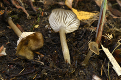 Entoloma borgenii
