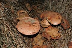 Suillus bovinus