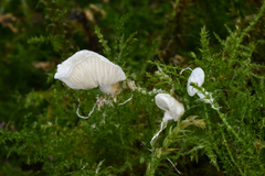Crepidotus
