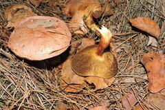 Suillus bovinus