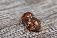 Clastoptera obtusa