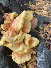 Laetiporus