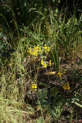 Calceolaria corymbosa