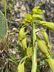 Orthochilus chloranthus