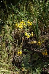 Calceolaria corymbosa