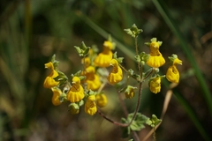 Calceolaria corymbosa