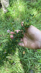 Lespedeza virginica