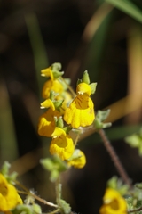 Calceolaria corymbosa