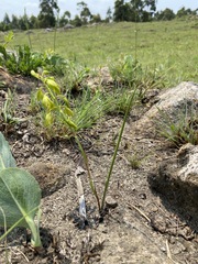 Orthochilus chloranthus